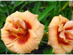 Лилейник гибридный "Your Angel" (Контейнер 3,0л.)