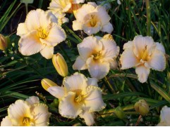 Лилейник гибридный "Serena Sunburst" (Контейнер 3,0л.)