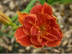 Лилейник гибридный "Paprika Flame" (Контейнер 2,0л.)