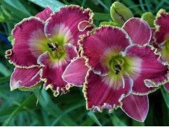 Лилейник гибридный "Bettylen" (Контейнер 3,0л.)