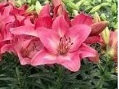 Лилия гибридная "Summer Sky" (Контейнер 1,5л.)