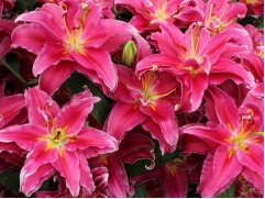 Лилия махровая "Double Grand Amour" (Контейнер 2,0л.)