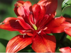 Лилия махровая "Red Twin" (Контейнер 1,5л.)