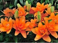 Лилия махровая "Tiny Double You" (Контейнер 1,5л.)