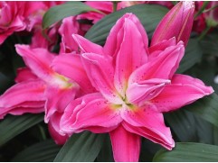 Лилия розовидная "Julia" (Контейнер 2,0л.)