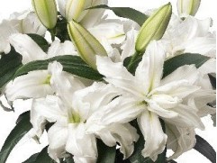 Лилия розовидная "Luna" (Контейнер 2,0л.)