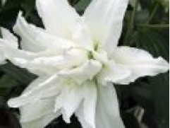 Лилия розовидная "Monica"(Контейнер 1,5л.)