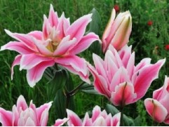 Лилия розовидная "Natalia" (Контейнер 1,5л.)