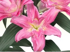 Лилия розовидная "Patricia" (Контейнер 1,5л.)