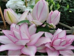 Лилия розовидная "Anouska" (Контейнер 2,0)