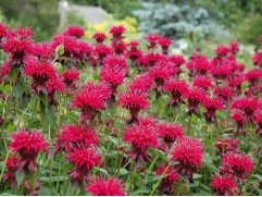 Монарда гибридная "Raspberry Wine" (Контейнер 2,0л.)