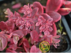 Очиток гибридный "SunSparkler Wildfire" (Контейнер 1,0л.)