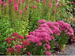 Очиток обыкновенный "Thundercloud" (Контейнер 1,5л)