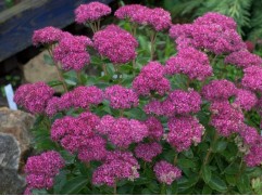 Очиток видный "Karl" (Контейнер 2,0л.)