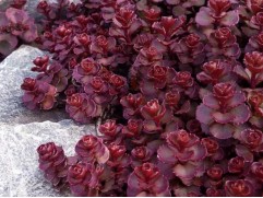 Очиток гибридный "Mahogany Red" (Контейнер 1,5л.)