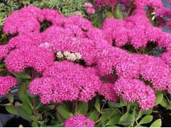 Очиток гибридный "Mr. Goodbud" (Контейнер 1,5л.)