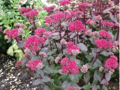 Очиток телефиум "Red Cauli" (Контейнер 2,0л.)