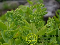 Очиток видный "Herbstfreude" (Контейнер 1,5л)