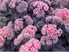 Очиток гибридный "Mojave Jewels Sapphire" (Контейнер 2,0л.)