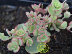 Очиток Зибольда (Контейнер 1,5л)