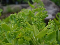 Очиток видный (Контейнер 0,5л.)