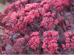 Очиток гибридный "Chocolate Cherry"  (Контейнер 2,0л)