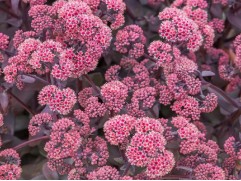 Очиток гибридный "Oriental Dancer" (Контейнер 1,0л)