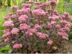 Очиток телефиум "Matrona"  (Контейнер 2,0л)