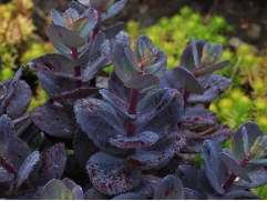 Очиток гибридный "Blue Pearl" (Контейнер 2,0л.)