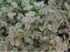 Очиток "Little Missy" (Контейнер 1,5л.)