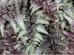 Кочедыжник ниппонский "Red Beauty" (Контейнер 2,0л)