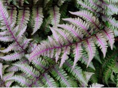 Кочедыжник ниппонский "Pewter Lace" (Контейнер 2,0л.)