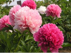 Пион гибридный "Mary Jo Legare" (Контейнер 5,0л.)