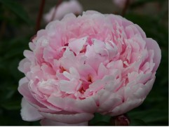 Пион молочноцветковый "Cornelia Shaylor" Контейнер 5,0л.