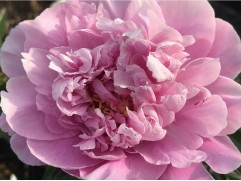 Пион молочноцветковый "Sweet Harmony" (Контейнер 5,0л)