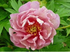 Пион Ито-гибрид "Pink Double Dandy" (Контейнер 5,0л)