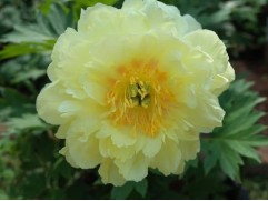 Пион Ито-гибрид "Yellow Doodle Dandy" (Контейнер 5,0л)