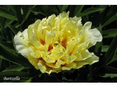 Пион Ито-гибрид "Bartzella" (Контейнер 5,0л.)