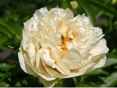 Пион ИТО "Sunny Girl" (Контейнер 5,0л.)