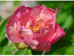 Пион Ито-гибрид"Old Rose Dandy" (Контейнер 5,0л.)