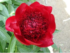 Пион молочноцветковый "Red Charm" (Контейнер 3,0л.)