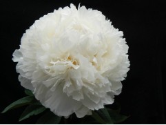 Пион молочноцветковый "Bowl of Cream" (Контейнер 5,0л)