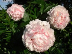 Пион молочноцветковый "Sarah Bernhardt" (Контейнер 3,0л.)