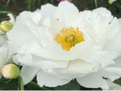 Пион молочноцветковый "Miss America" (Контейнер 5,0л)