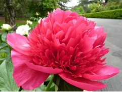 Пион молочноцветковый "Many Happy Returns" (Контейнер 5,0л.)