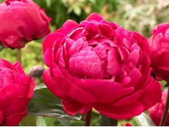 Пион молочноцветковый "Red Sarah Bernhardt (Fiona)" (Контейнер 5,0л)