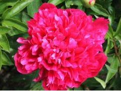 Пион молочноцветковый "Belgravia" (Контейнер 3,0л)