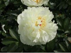 Пион гибридный "Early Sensation" (Контейнер 3,0л)