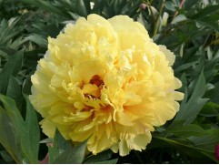 Пион Ито-гибрид "Sonoma Ye Do" (Контейнер 5,0л.)