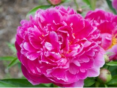 Пион молочноцветковый "Victoire de la Marne" (Контейнер 3,0л)